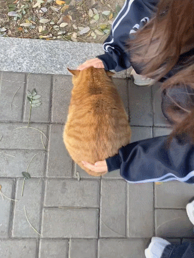 【宠物】网友养猫3年突然想到,猫不知道主人的名字,赶紧掏身份证给猫看,猫的反应好搞笑哈哈哈哈(组图) - 9