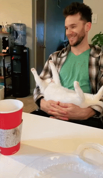 【宠物】网友养猫3年突然想到,猫不知道主人的名字,赶紧掏身份证给猫看,猫的反应好搞笑哈哈哈哈(组图) - 10