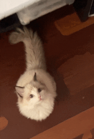 【宠物】网友养猫3年突然想到,猫不知道主人的名字,赶紧掏身份证给猫看,猫的反应好搞笑哈哈哈哈(组图) - 5