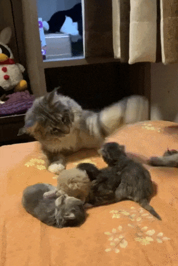 【宠物】网友养猫3年突然想到,猫不知道主人的名字,赶紧掏身份证给猫看,猫的反应好搞笑哈哈哈哈(组图) - 11