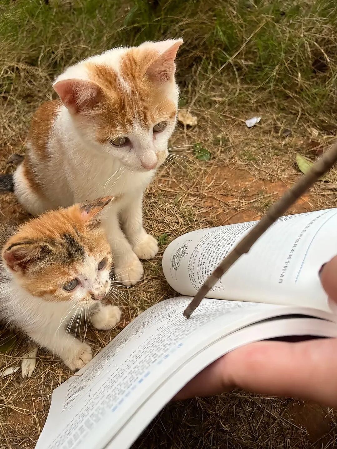 【宠物】网友养猫3年突然想到,猫不知道主人的名字,赶紧掏身份证给猫看,猫的反应好搞笑哈哈哈哈(组图) - 23