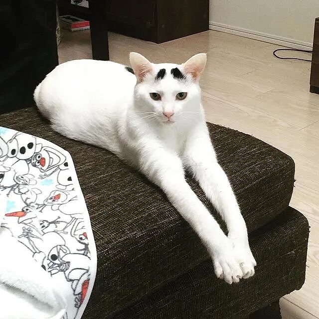 【宠物】网友养猫3年突然想到,猫不知道主人的名字,赶紧掏身份证给猫看,猫的反应好搞笑哈哈哈哈(组图) - 29