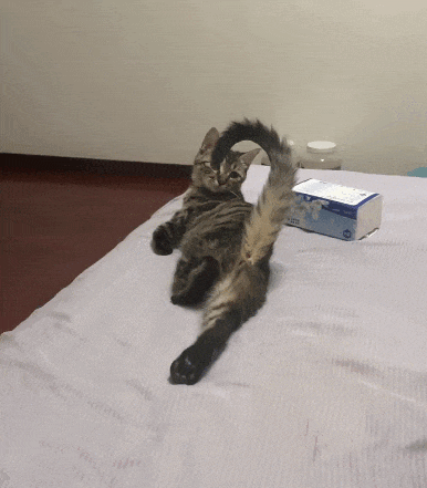 【宠物】网友养猫3年突然想到,猫不知道主人的名字,赶紧掏身份证给猫看,猫的反应好搞笑哈哈哈哈(组图) - 13