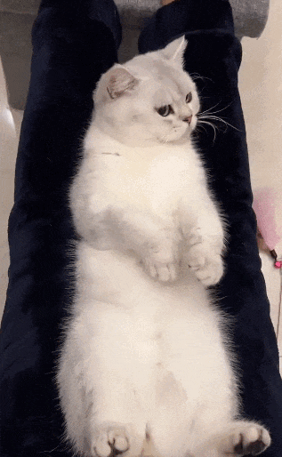 【宠物】网友养猫3年突然想到,猫不知道主人的名字,赶紧掏身份证给猫看,猫的反应好搞笑哈哈哈哈(组图) - 12