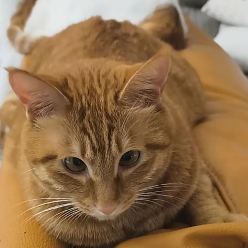 【宠物】网友养猫3年突然想到,猫不知道主人的名字,赶紧掏身份证给猫看,猫的反应好搞笑哈哈哈哈(组图) - 19