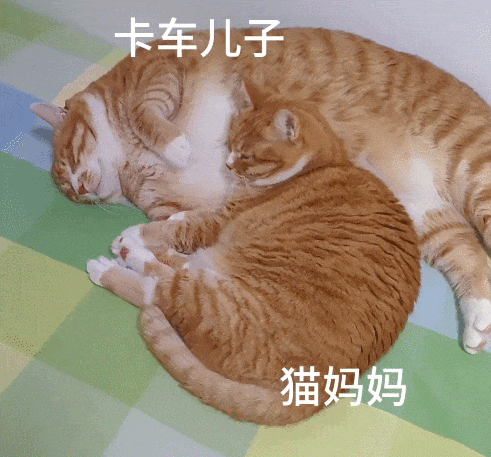 【宠物】网友养猫3年突然想到,猫不知道主人的名字,赶紧掏身份证给猫看,猫的反应好搞笑哈哈哈哈(组图) - 14