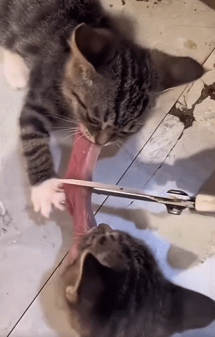 【宠物】网友养猫3年突然想到,猫不知道主人的名字,赶紧掏身份证给猫看,猫的反应好搞笑哈哈哈哈(组图) - 4