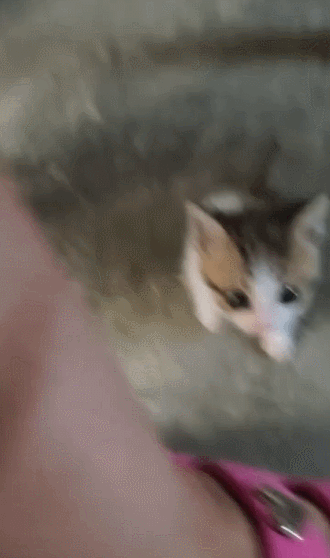 【宠物】网友养猫3年突然想到,猫不知道主人的名字,赶紧掏身份证给猫看,猫的反应好搞笑哈哈哈哈(组图) - 7