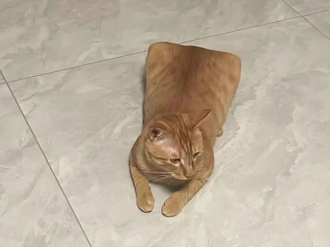 【宠物】网友养猫3年突然想到,猫不知道主人的名字,赶紧掏身份证给猫看,猫的反应好搞笑哈哈哈哈(组图) - 26