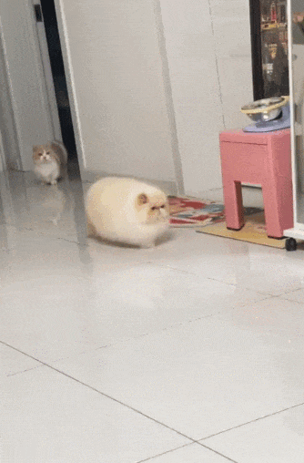 【宠物】网友养猫3年突然想到,猫不知道主人的名字,赶紧掏身份证给猫看,猫的反应好搞笑哈哈哈哈(组图) - 8