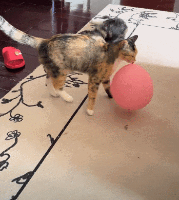 【宠物】网友养猫3年突然想到,猫不知道主人的名字,赶紧掏身份证给猫看,猫的反应好搞笑哈哈哈哈(组图) - 16