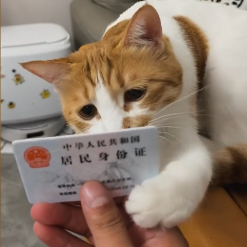 【宠物】网友养猫3年突然想到,猫不知道主人的名字,赶紧掏身份证给猫看,猫的反应好搞笑哈哈哈哈(组图) - 20