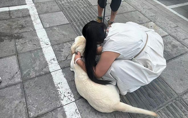 “带导盲犬夜爬泰山”当事人再发声：否认虐犬打犬，爬完泰山后狗狗体检健康（组图） - 7