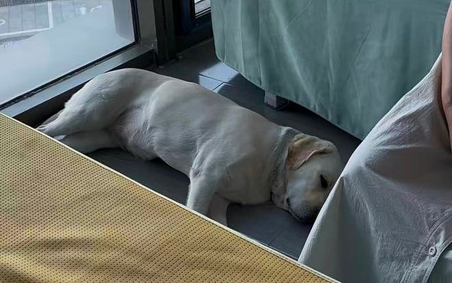 “带导盲犬夜爬泰山”当事人再发声：否认虐犬打犬，爬完泰山后狗狗体检健康（组图） - 5