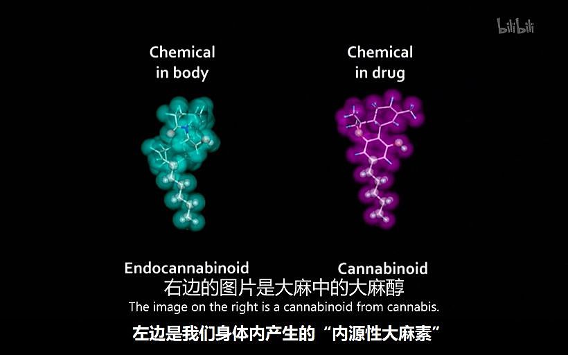 BBC扎心实验:每天跑步45分钟,竟不如每周在家锻炼2分钟?(组图) - 39