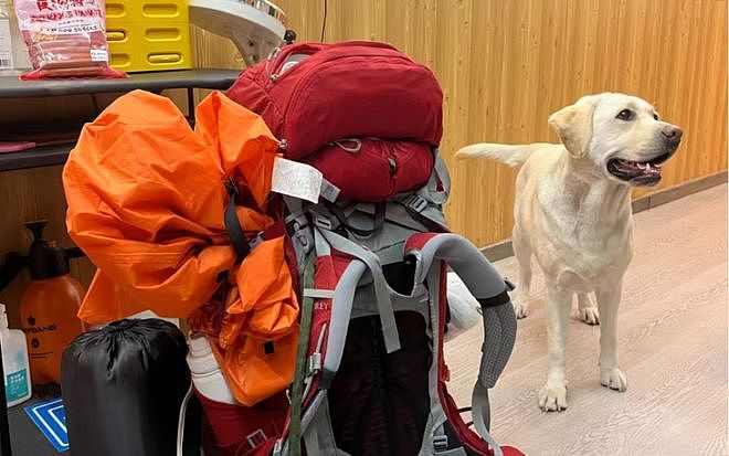“带导盲犬夜爬泰山”当事人再发声：否认虐犬打犬，爬完泰山后狗狗体检健康（组图） - 3