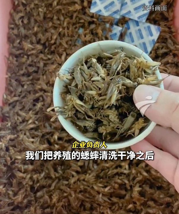 内地以腐乳、老醋、蟋蟀作馅料制成月饼？　网民：蟑螂月饼不远了（组图） - 1
