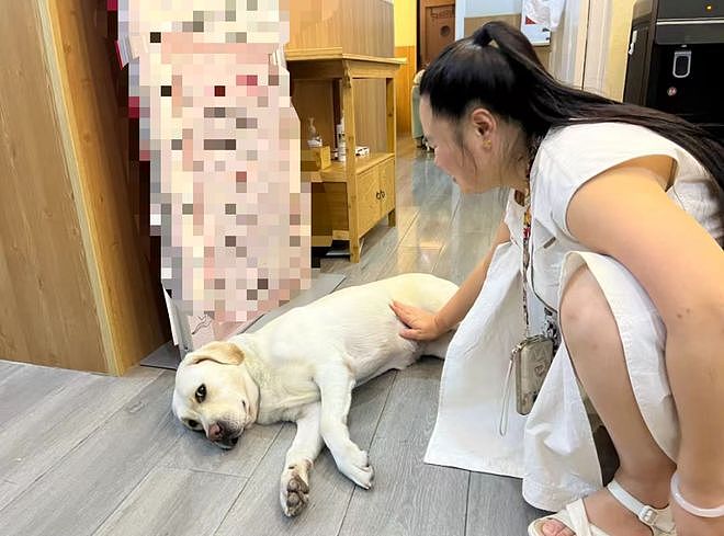 “带导盲犬夜爬泰山”当事人再发声：否认虐犬打犬，爬完泰山后狗狗体检健康（组图） - 6