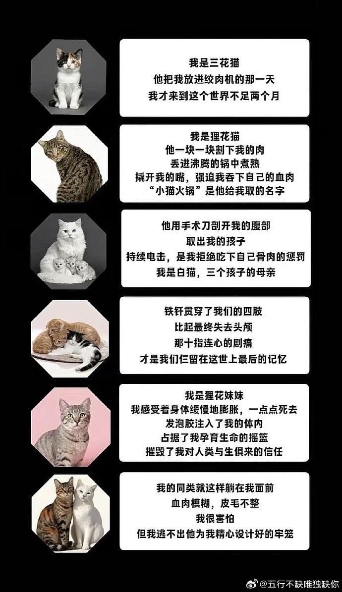 上海律师涉8年虐杀4千只猫拍片赚钱断正，律师楼谴责：已将他解雇（组图） - 5