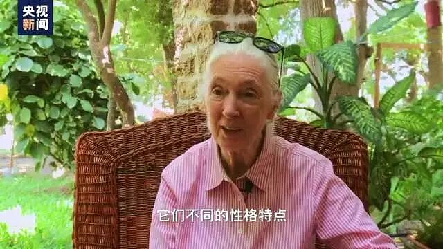 著名灵长类动物学古道尔去世，终年91岁，当时正在巡回演讲！她曾17次来到中国（组图） - 8
