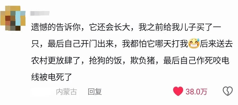 【宠物】妹子买了商家说的“长不大的迷你兔”，结果1年后…这只肌肉驴脸袋鼠是谁（组图） - 24