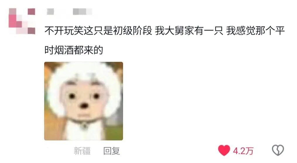 【宠物】妹子买了商家说的“长不大的迷你兔”，结果1年后…这只肌肉驴脸袋鼠是谁（组图） - 9