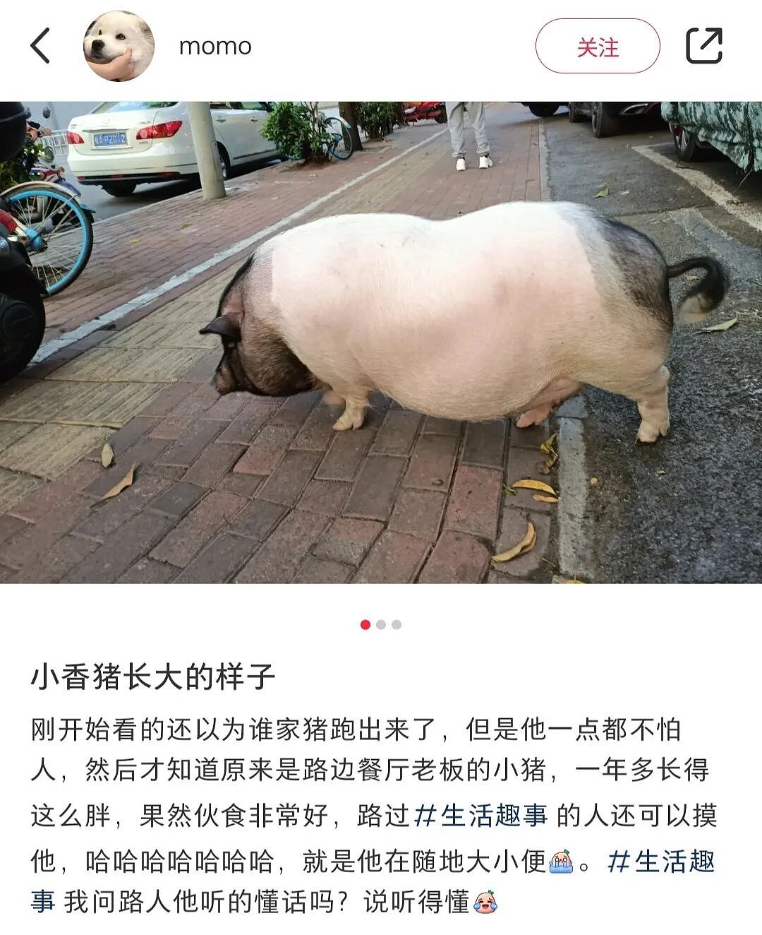 【宠物】妹子买了商家说的“长不大的迷你兔”，结果1年后…这只肌肉驴脸袋鼠是谁（组图） - 27