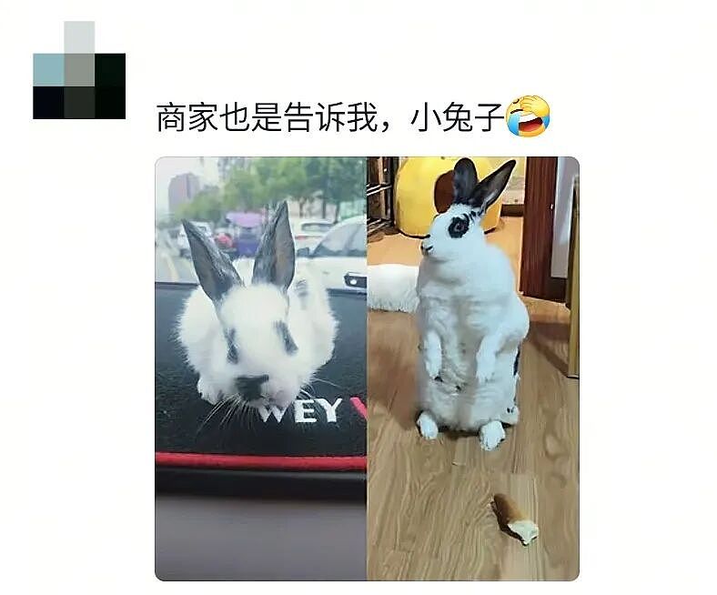 【宠物】妹子买了商家说的“长不大的迷你兔”，结果1年后…这只肌肉驴脸袋鼠是谁（组图） - 25