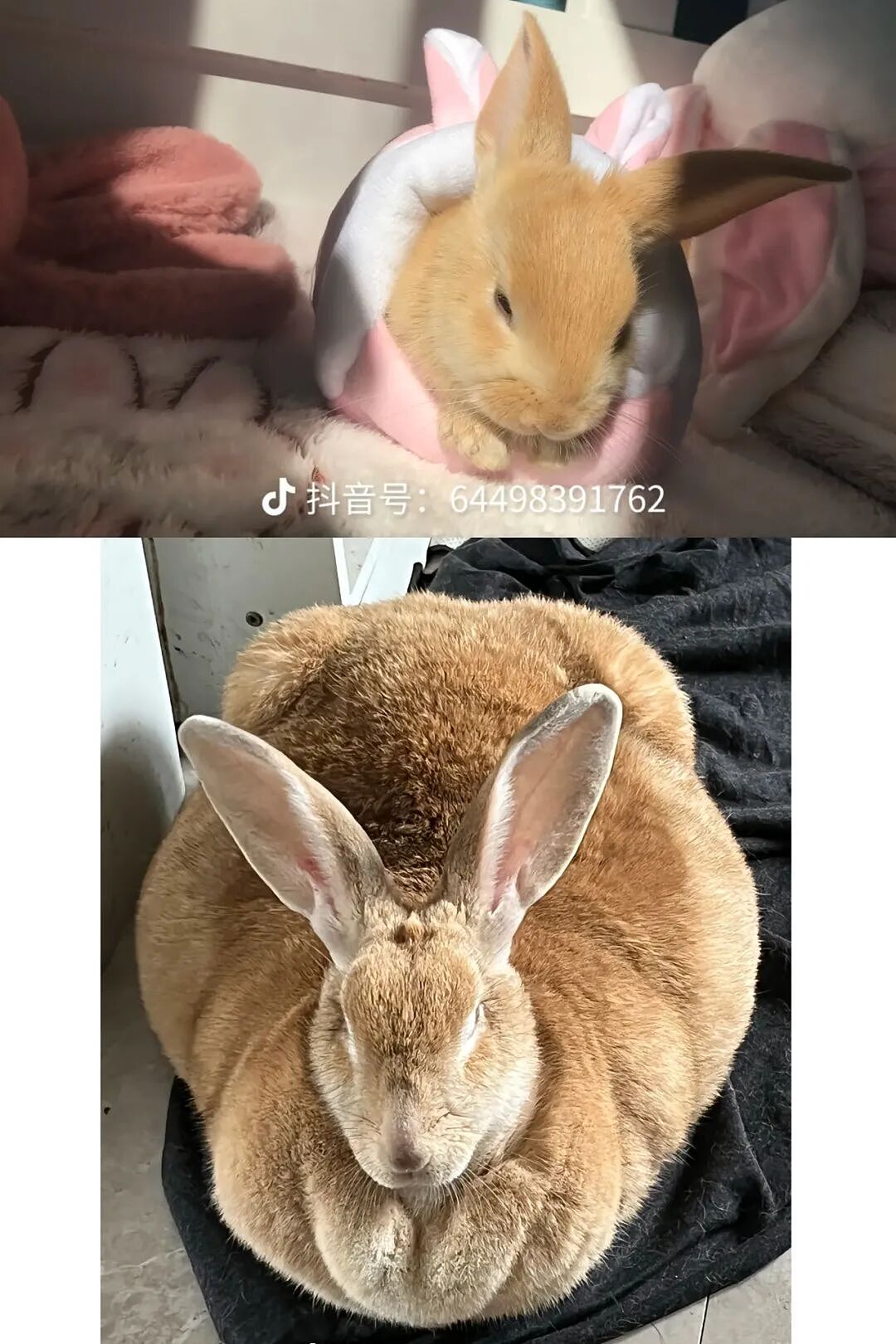 【宠物】妹子买了商家说的“长不大的迷你兔”，结果1年后…这只肌肉驴脸袋鼠是谁（组图） - 21