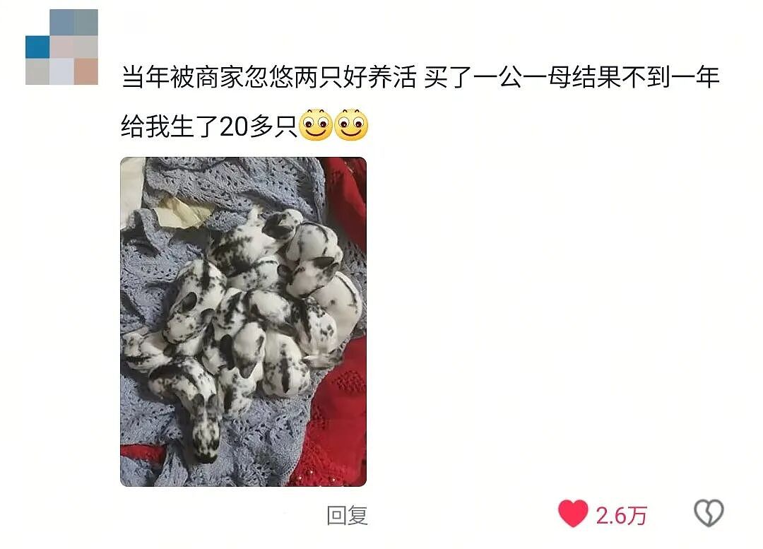 【宠物】妹子买了商家说的“长不大的迷你兔”，结果1年后…这只肌肉驴脸袋鼠是谁（组图） - 29