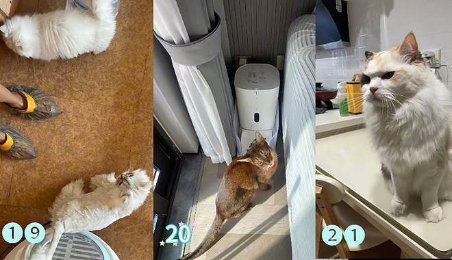黄金周期间内地宠物托养代喂生意火爆！业者：已接到约270单（组图） - 4