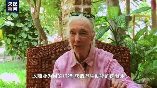 著名灵长类动物学古道尔去世，终年91岁，当时正在巡回演讲！她曾17次来到中国（组图） - 11