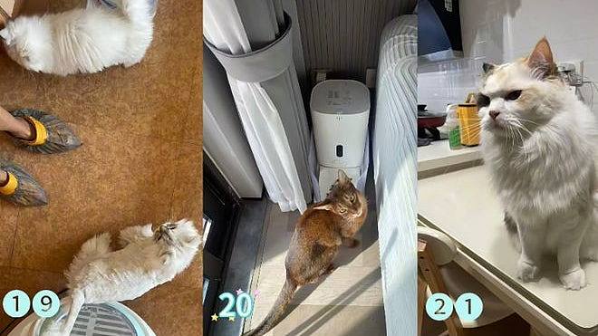 黄金周期间内地宠物托养代喂生意火爆！业者：已接到约270单（组图） - 1