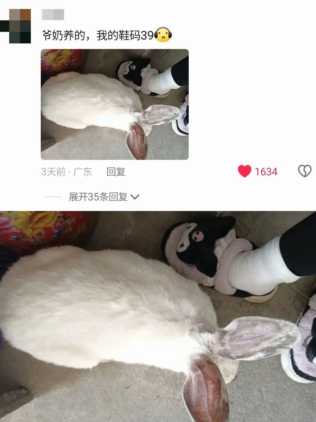 【宠物】妹子买了商家说的“长不大的迷你兔”，结果1年后…这只肌肉驴脸袋鼠是谁（组图） - 19
