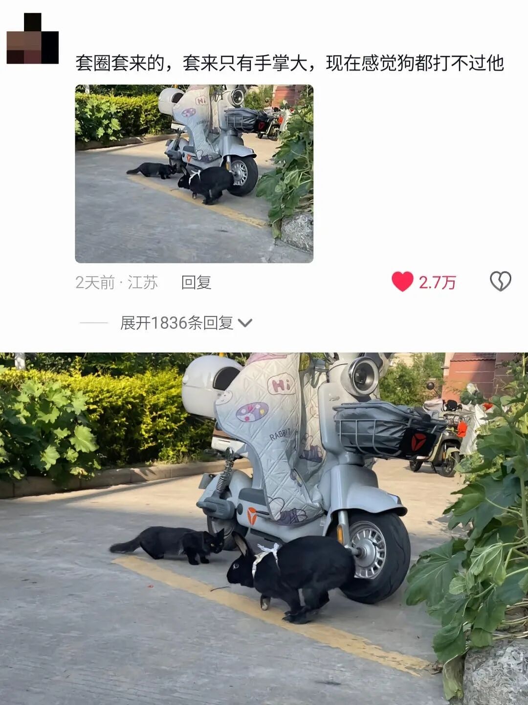 【宠物】妹子买了商家说的“长不大的迷你兔”，结果1年后…这只肌肉驴脸袋鼠是谁（组图） - 20