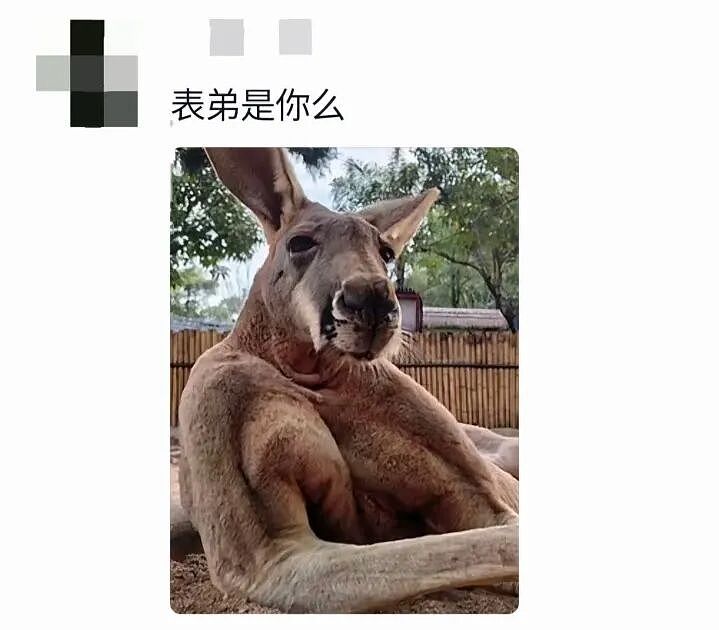【宠物】妹子买了商家说的“长不大的迷你兔”，结果1年后…这只肌肉驴脸袋鼠是谁（组图） - 17