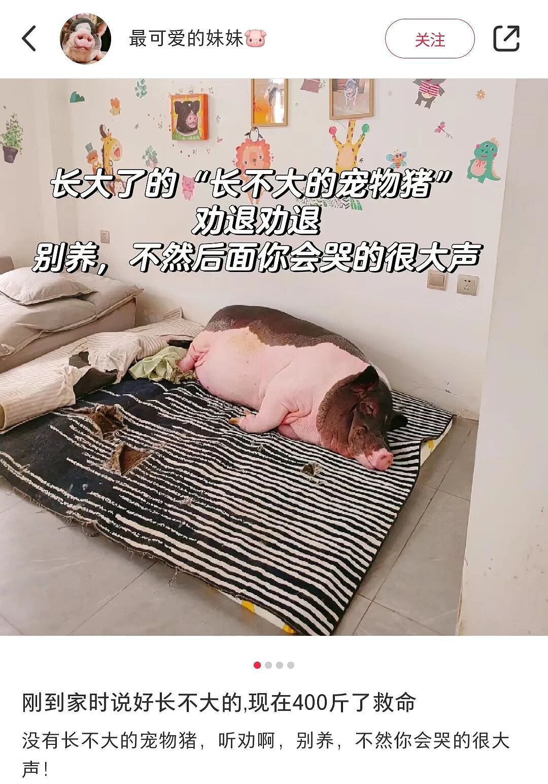 【宠物】妹子买了商家说的“长不大的迷你兔”，结果1年后…这只肌肉驴脸袋鼠是谁（组图） - 26