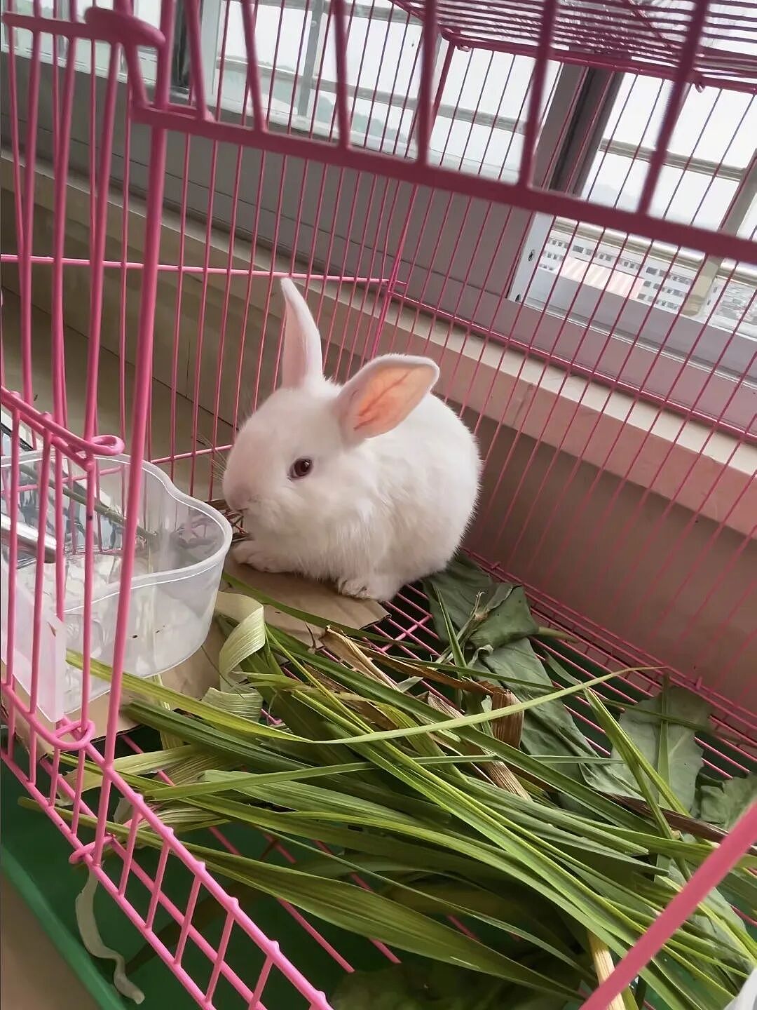 【宠物】妹子买了商家说的“长不大的迷你兔”，结果1年后…这只肌肉驴脸袋鼠是谁（组图） - 4