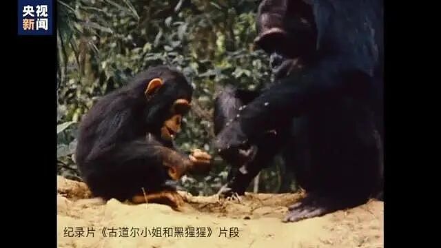 著名灵长类动物学古道尔去世，终年91岁，当时正在巡回演讲！她曾17次来到中国（组图） - 9