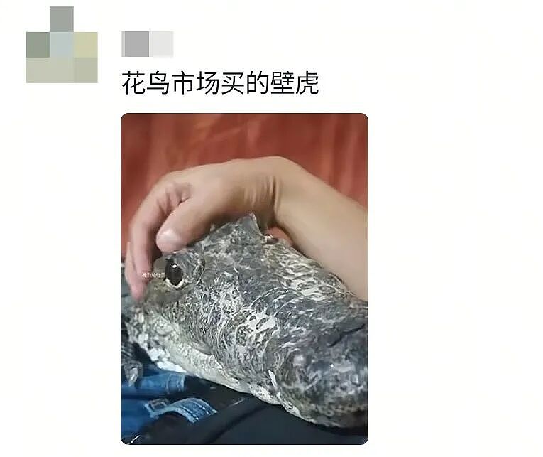 【宠物】妹子买了商家说的“长不大的迷你兔”，结果1年后…这只肌肉驴脸袋鼠是谁（组图） - 31
