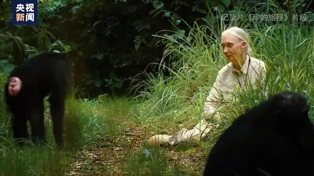 著名灵长类动物学古道尔去世，终年91岁，当时正在巡回演讲！她曾17次来到中国（组图） - 12