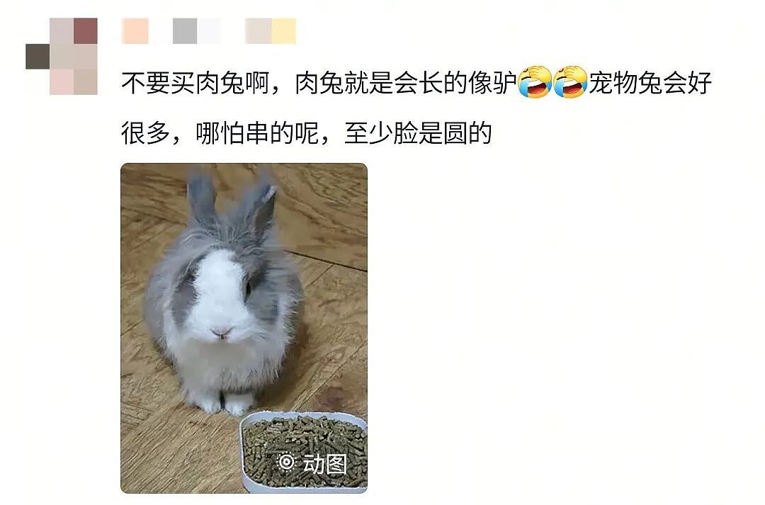 【宠物】妹子买了商家说的“长不大的迷你兔”，结果1年后…这只肌肉驴脸袋鼠是谁（组图） - 22