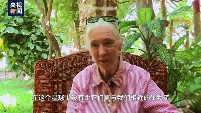 著名灵长类动物学古道尔去世，终年91岁，当时正在巡回演讲！她曾17次来到中国（组图） - 10