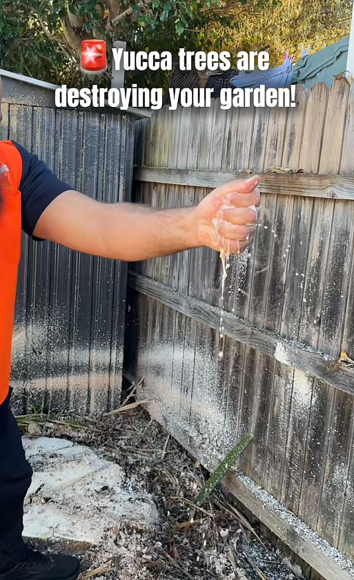 注意!澳洲华人后院这种常见植物尽快移除,有房东“中招”后4000刀没了(组图) - 2