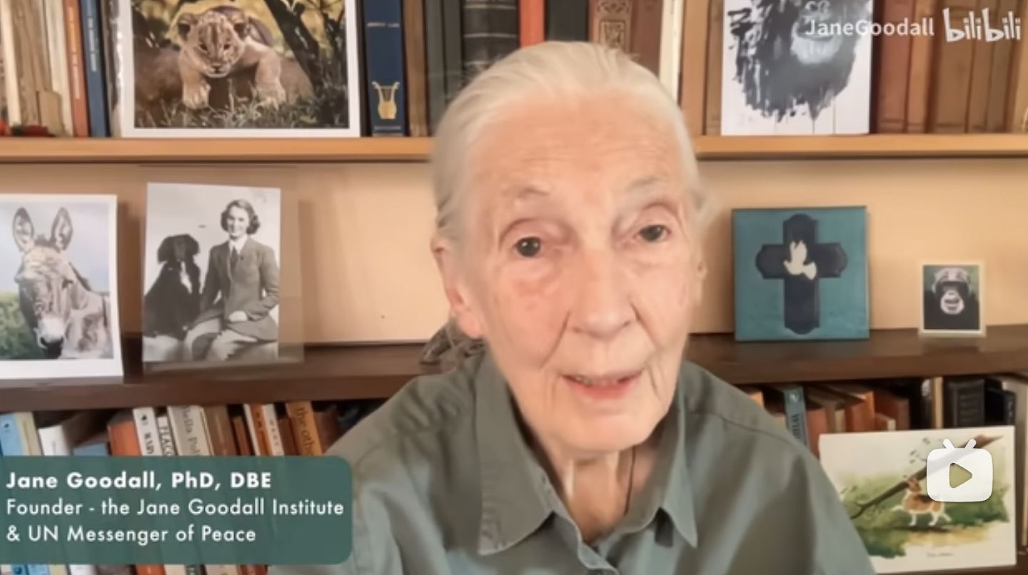 Jane Goodall逝世:曾17次访华!一生为研究、环保奔波吁保持希望(组图) - 2
