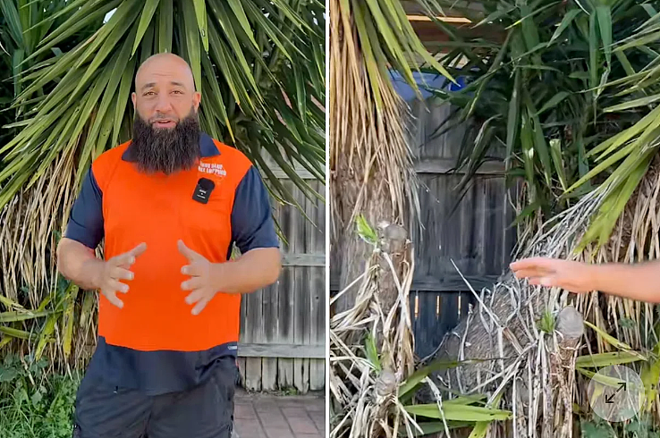 注意!澳洲华人后院这种常见植物尽快移除,有房东“中招”后4000刀没了(组图) - 3