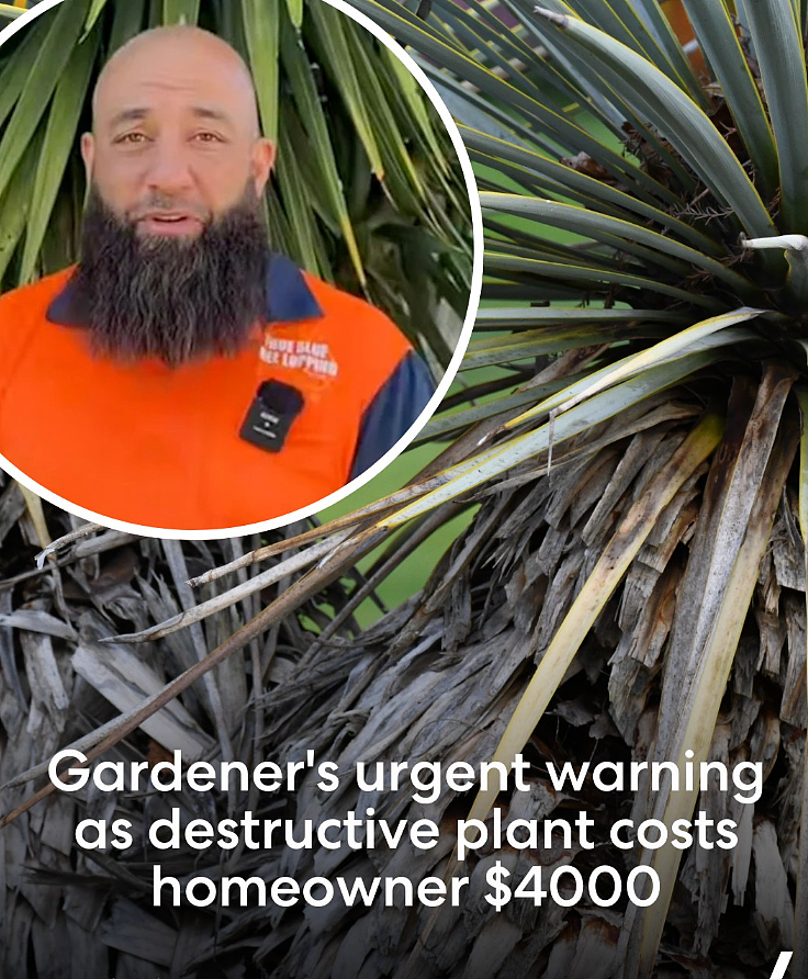 注意!澳洲华人后院这种常见植物尽快移除,有房东“中招”后4000刀没了(组图) - 1