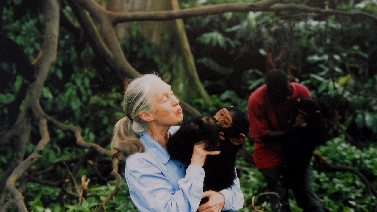 Jane Goodall逝世:曾17次访华!一生为研究、环保奔波吁保持希望(组图) - 1