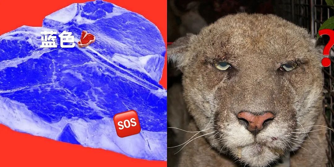 加州的野猪肉变成了蓝色，原因居然是老鼠？狮子为此也被安乐死？（组图） - 2