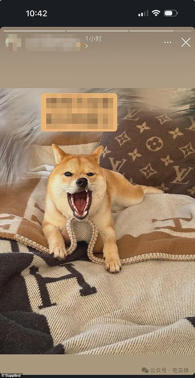 杨兰兰与柴犬“旺仔”在悉尼的奢华生活（组图） - 5